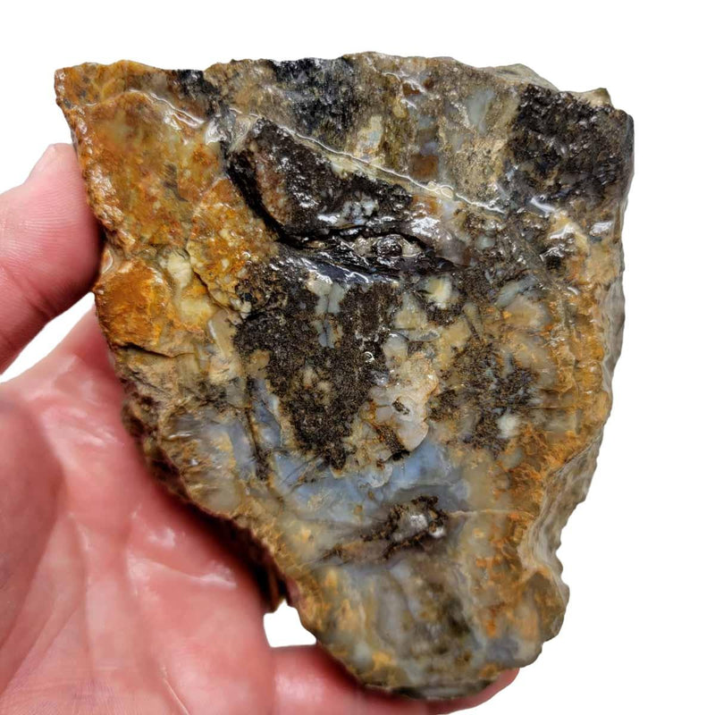 Cut Coprolite Fossil Dino Poo Rough Chunk! - LapidaryCentral