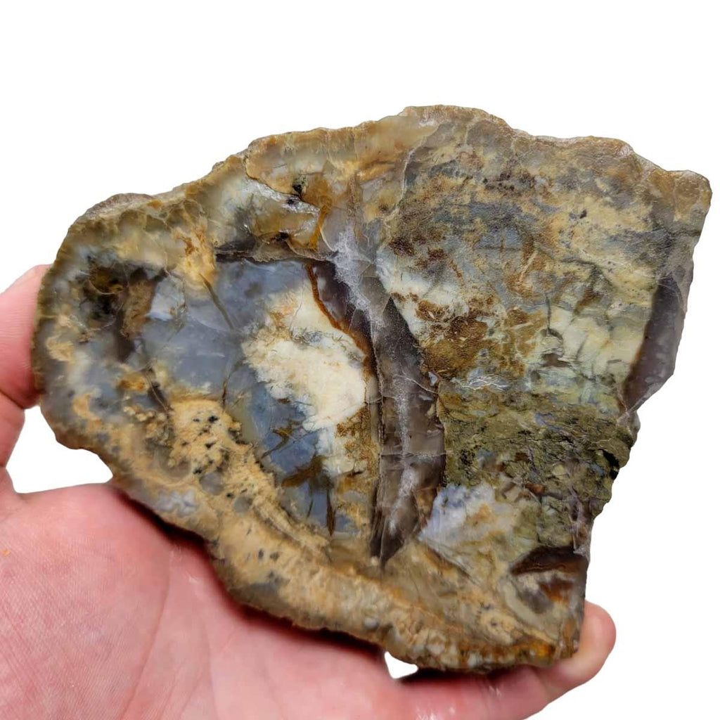 Coprolit Cut Coprolite Fossil Dino Poo Rough Chunk!