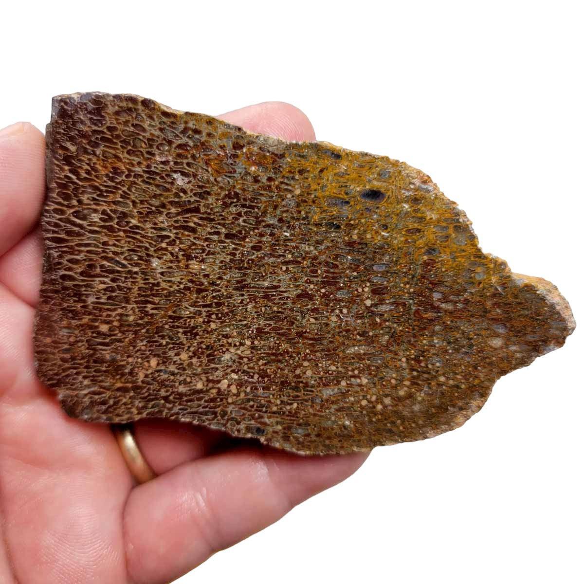 Gem Dinosaur Bone!  Fossil Dino Bone Lapidary Stone Slab! - LapidaryCentral