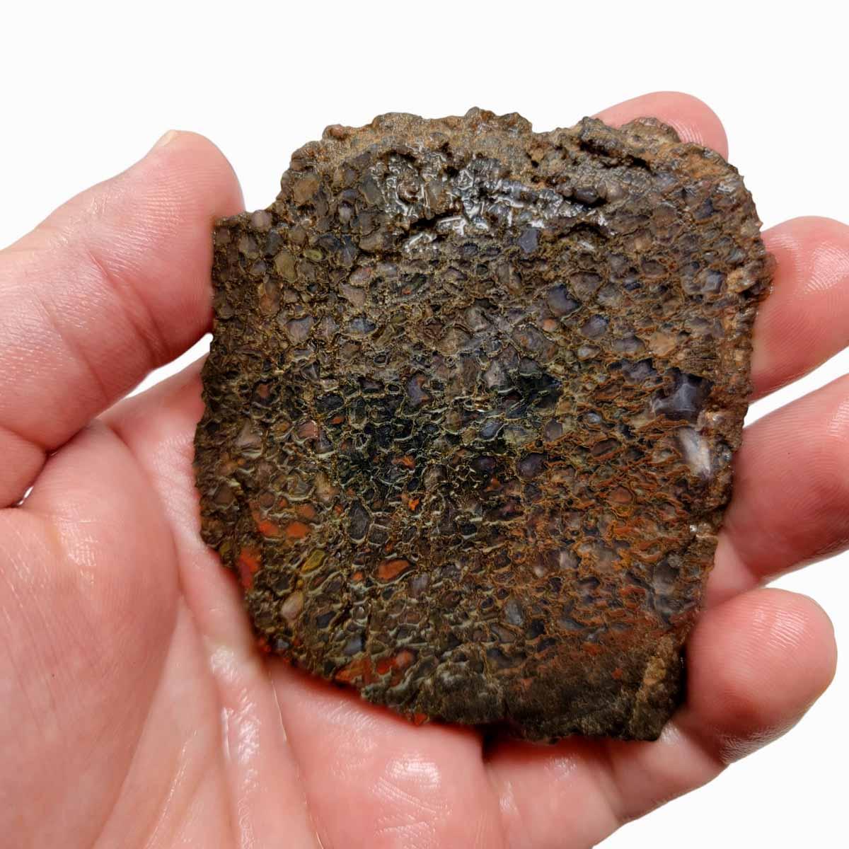 Gem Dinosaur Bone!  Fossil Dino Bone Lapidary Stone Slab! - LapidaryCentral