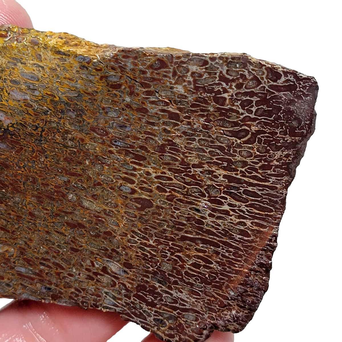 Gem Dinosaur Bone!  Fossil Dino Bone Lapidary Stone Slab! - LapidaryCentral