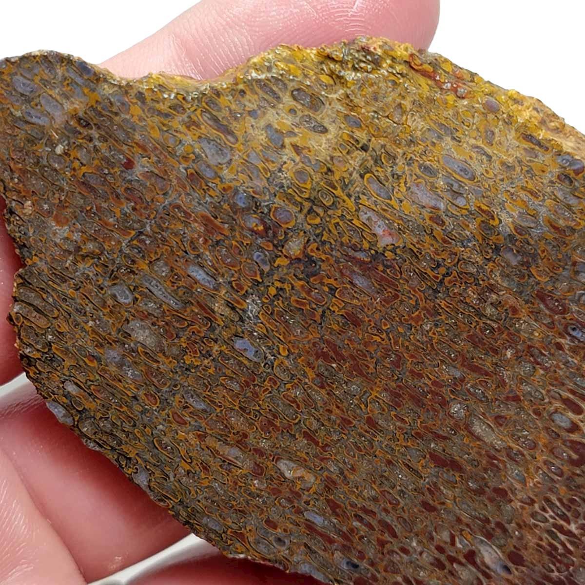 Gem Dinosaur Bone!  Fossil Dino Bone Lapidary Stone Slab! - LapidaryCentral