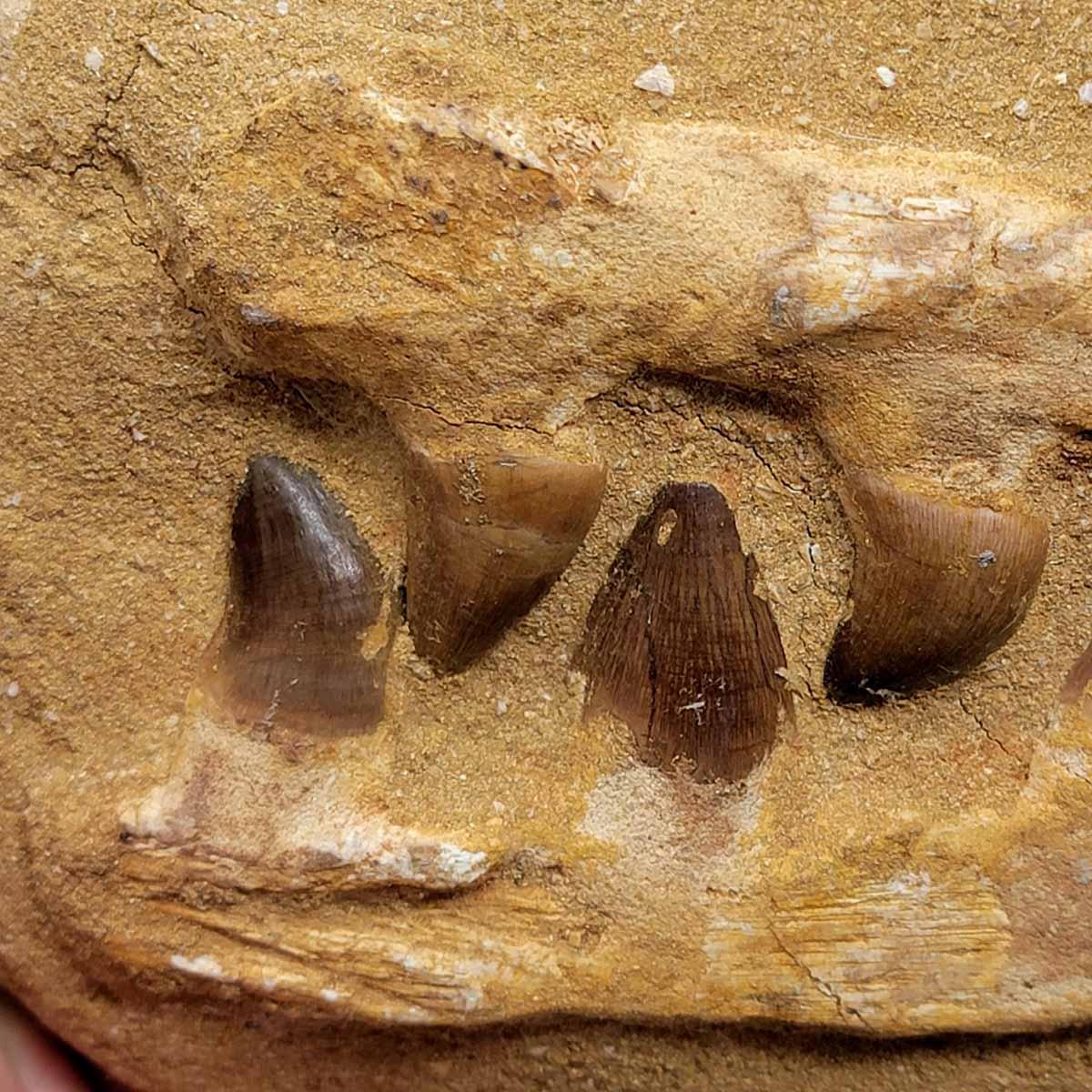 Fossil Mosasaur Jaw Display Specimen! - LapidaryCentral