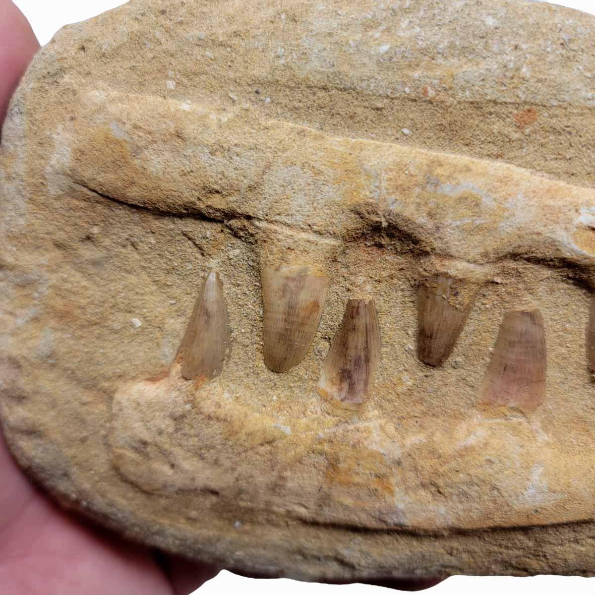 Fossil Mosasaur Jaw Display Specimen! - LapidaryCentral