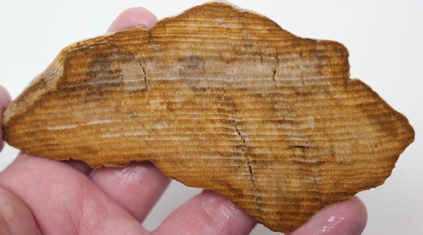 Petrified Wood Lapidary Stone Slab! Fossil Wood Slab! - LapidaryCentral