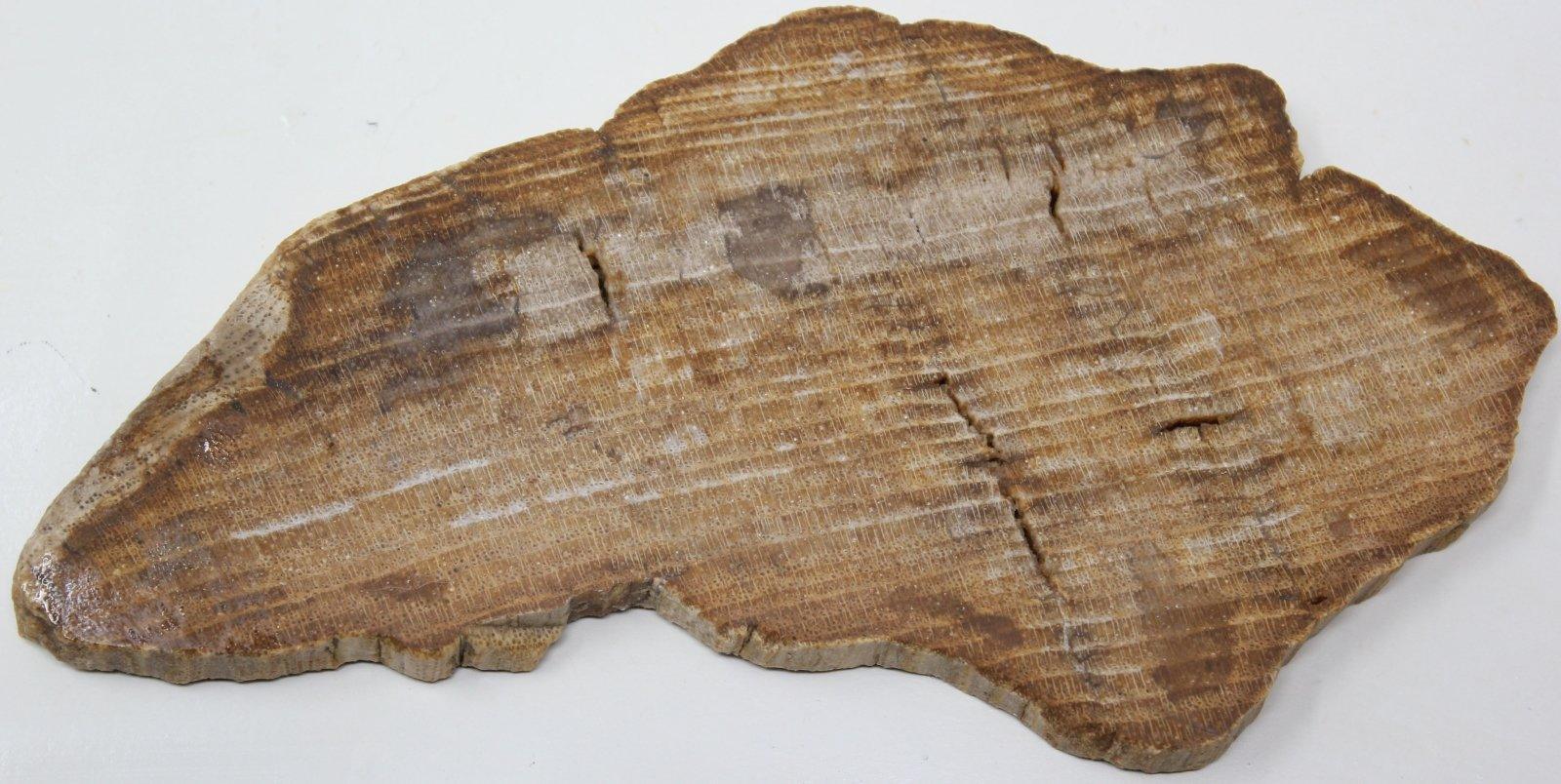 Petrified Wood Lapidary Stone Slab! Fossil Wood Slab! - LapidaryCentral