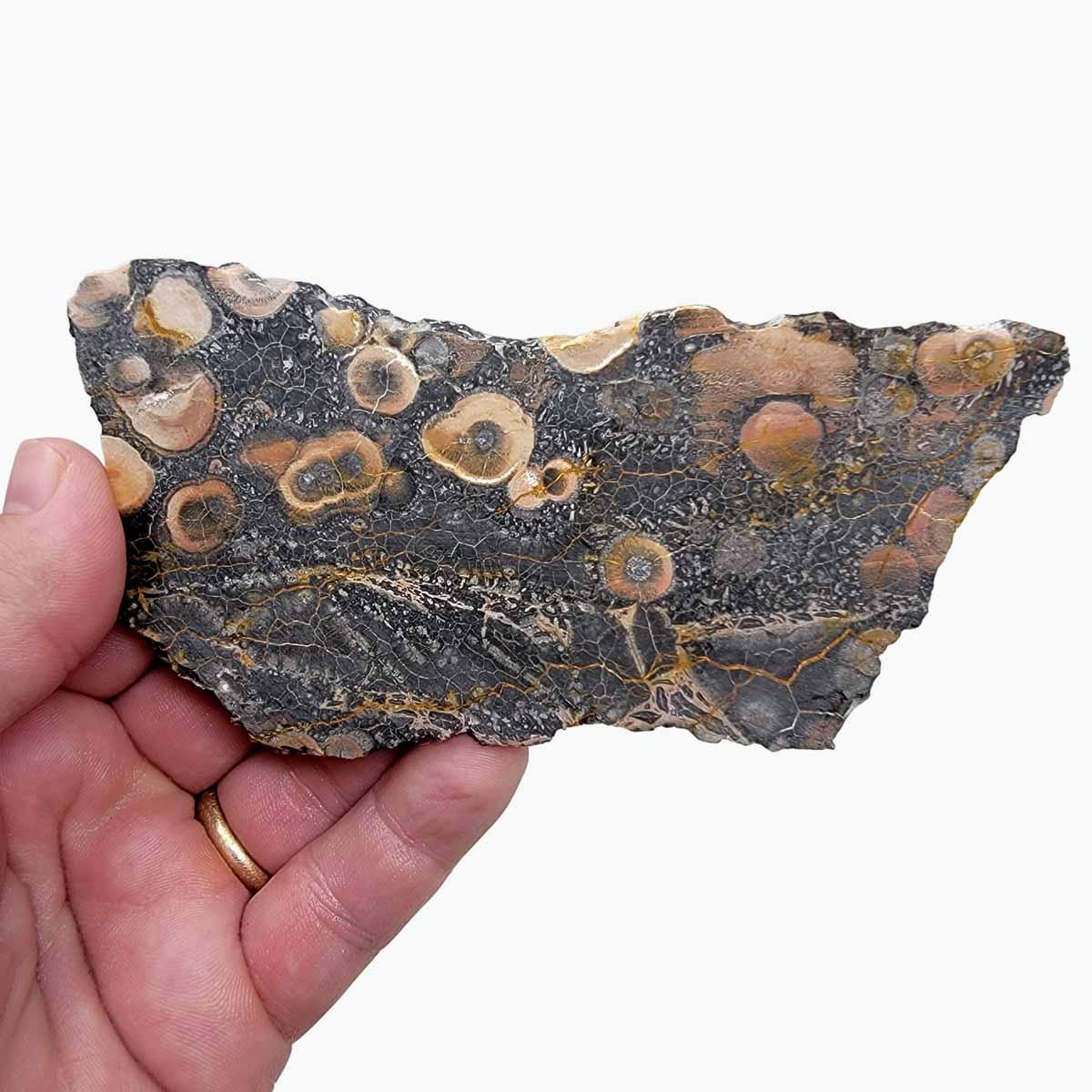 Galaxy Galactica Rhyolite Slab! Lapidary Stone Slab! - Lapidary Central