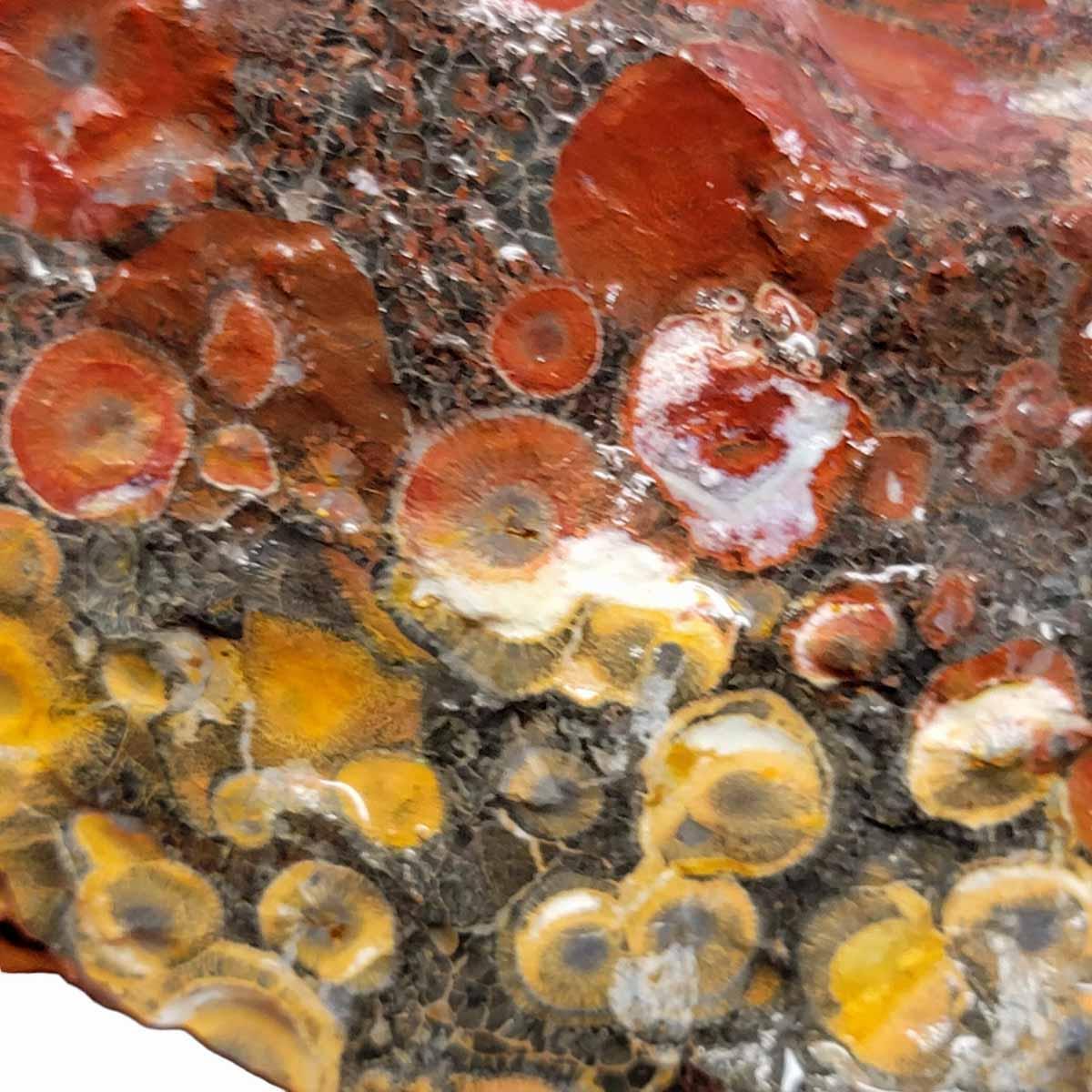 Galaxy Orbicular Rhyolite Jasper Rough Chunk! - LapidaryCentral