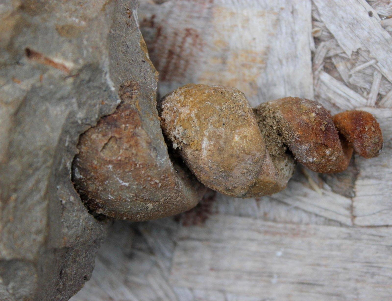 Premium Turritella Gastropods Fossil from Morocco! - LapidaryCentral