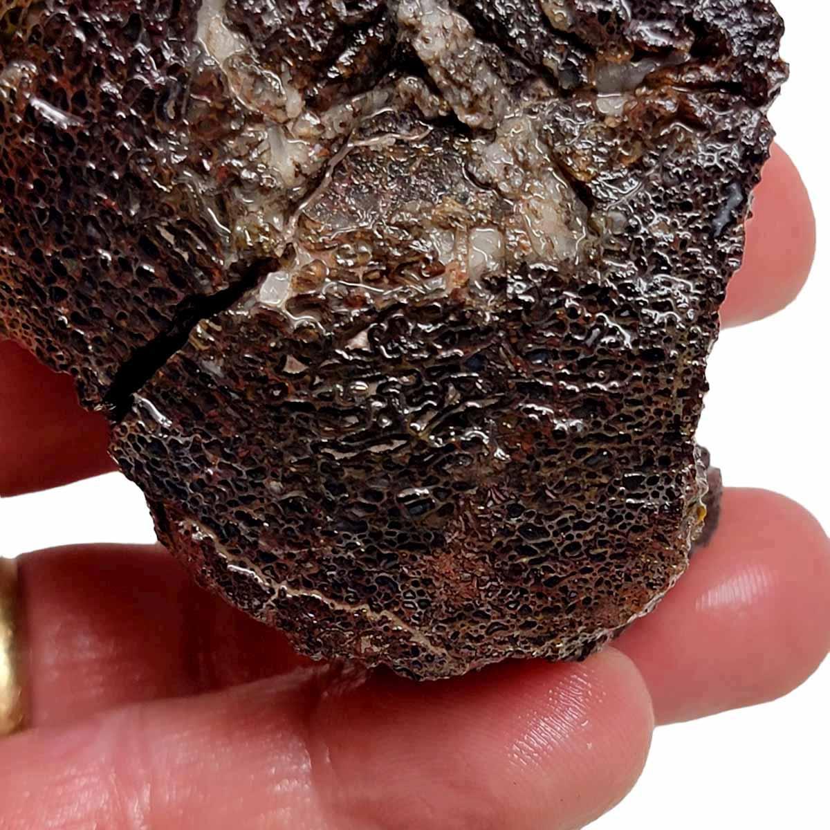 RARE Gem Dinosaur Bone Fossil Rough Chunk! - LapidaryCentral