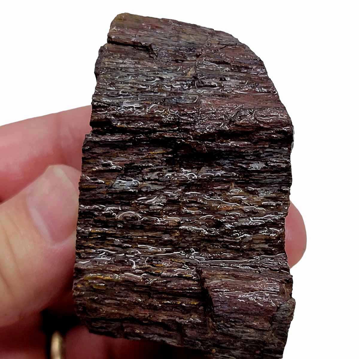 RARE Gem Dinosaur Bone Fossil Rough Chunk! - LapidaryCentral