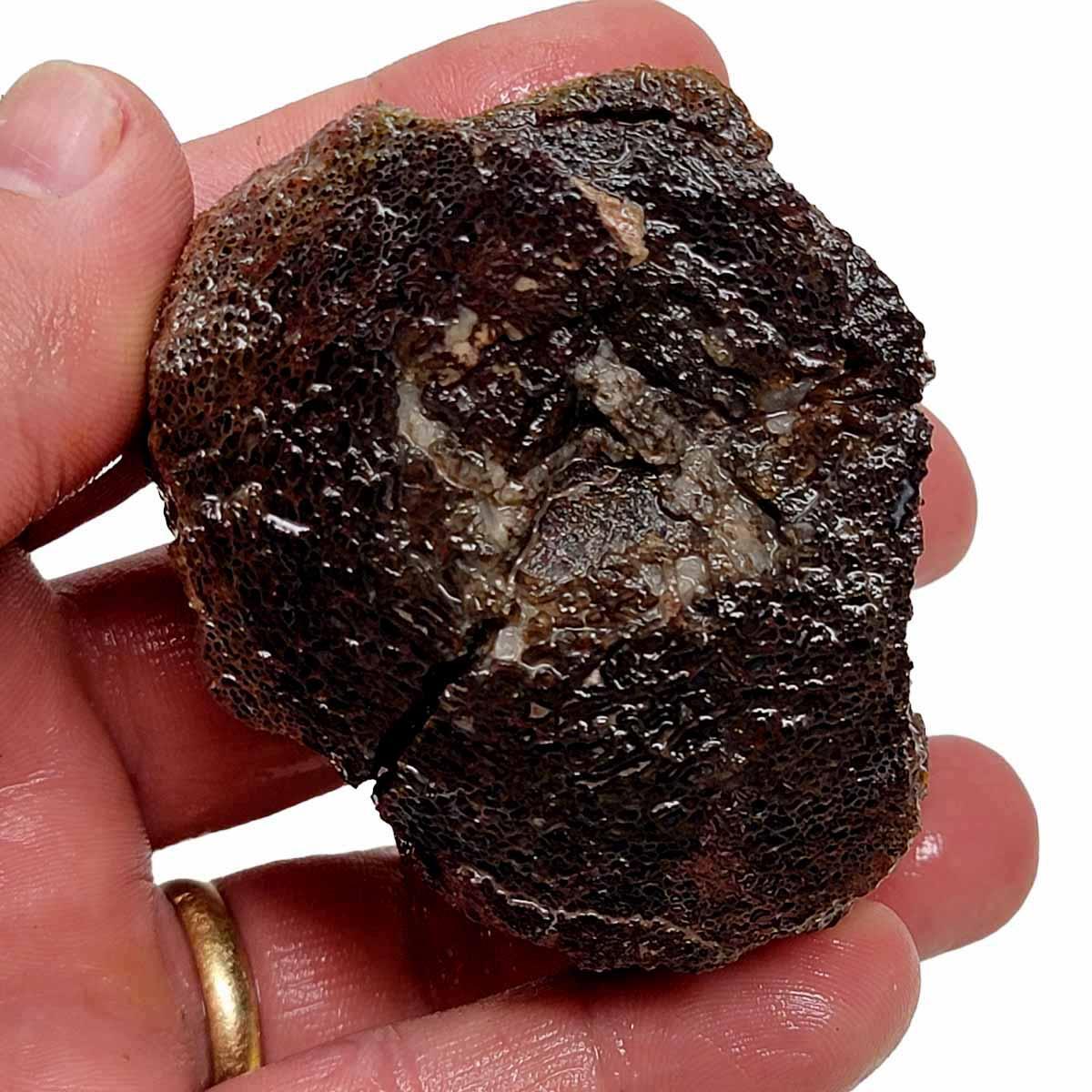 RARE Gem Dinosaur Bone Fossil Rough Chunk! - LapidaryCentral