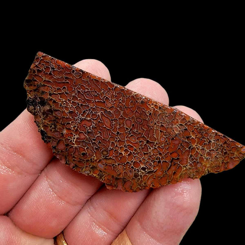 Gem Dinosaur Bone!  Fossil Dino Bone Lapidary Stone Slab! - LapidaryCentral