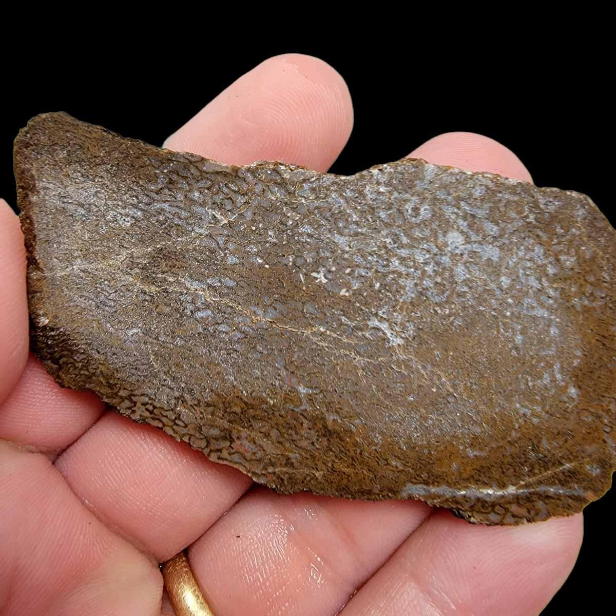 Gem Dinosaur Bone!  Fossil Dino Bone Lapidary Stone Slab! - LapidaryCentral