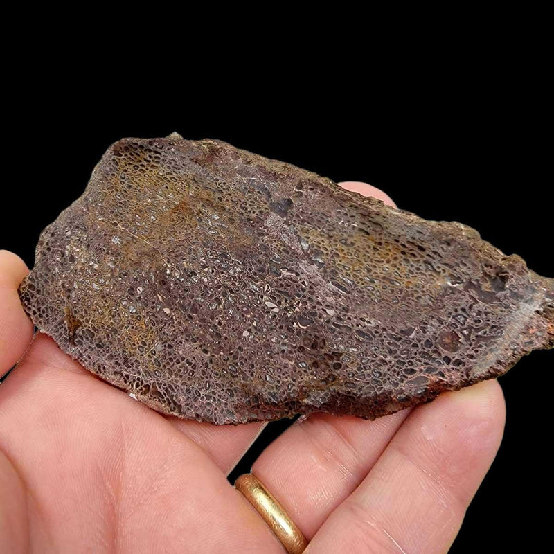 Gem Dinosaur Bone!  Fossil Dino Bone Lapidary Stone Slab! - LapidaryCentral