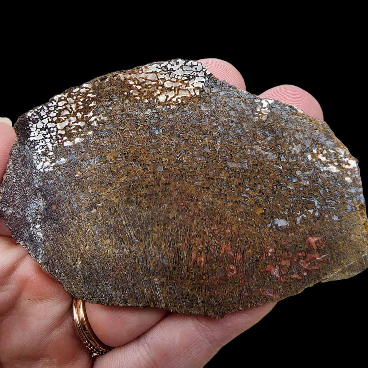 Gem Dinosaur Bone!  Fossil Dino Bone Lapidary Stone Slab! - LapidaryCentral