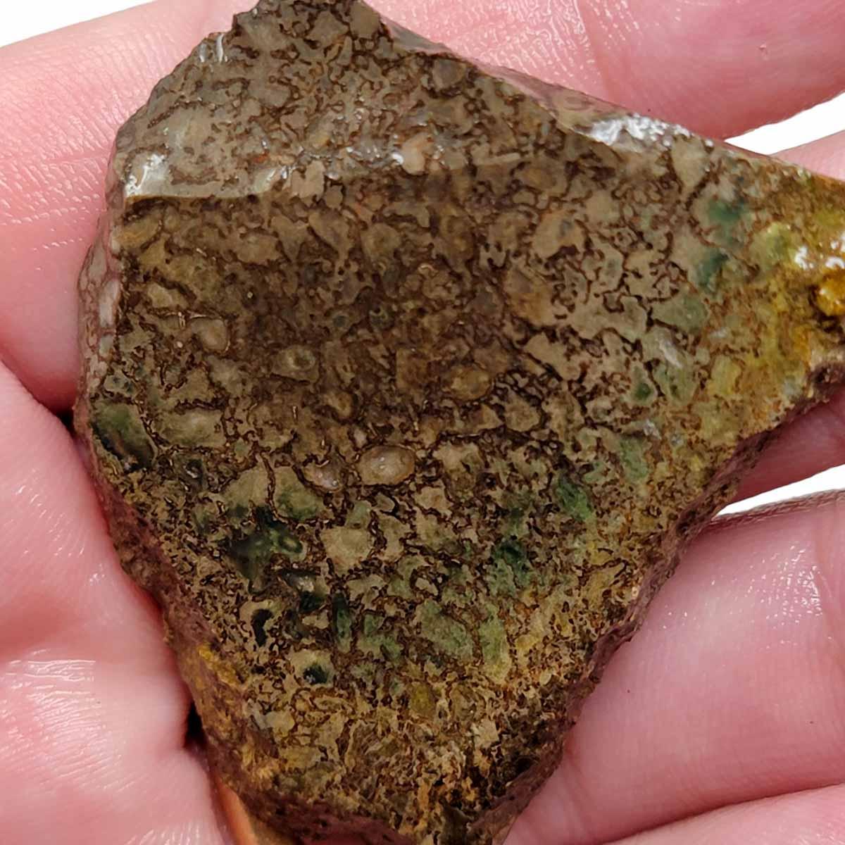 Fossil Gem Dinosaur Bone Slab! Gem Dino Bone Slab!