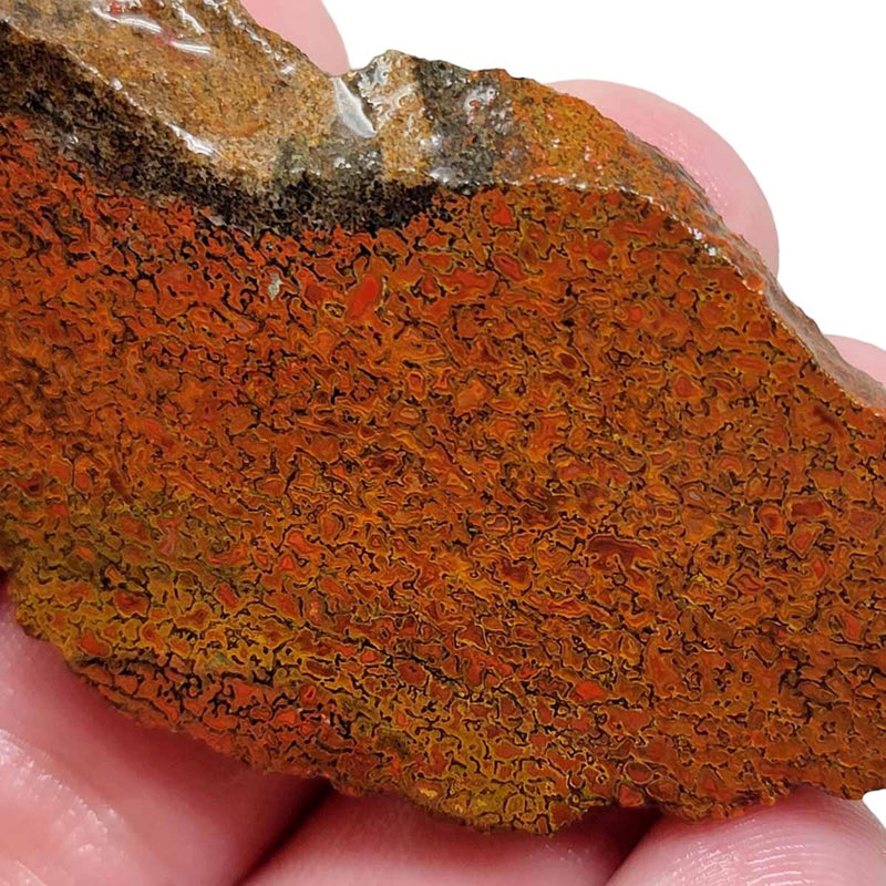 Fossil Gem Dinosaur Bone Slab! Gem Dino Bone Slab! - Lapidary Central