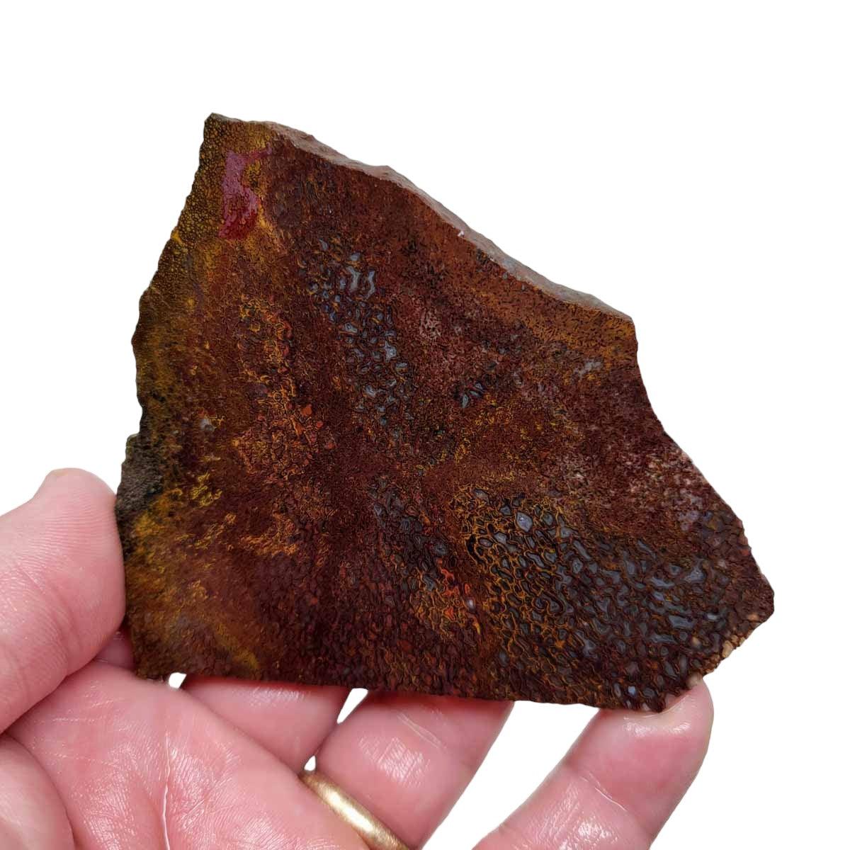 Fossil Gem Dinosaur Bone Slab! Gem Dino Bone Slab! - Lapidary Central