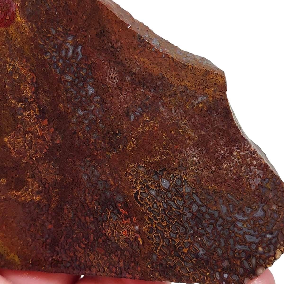 Fossil Gem Dinosaur Bone Slab! Gem Dino Bone Slab! - Lapidary Central