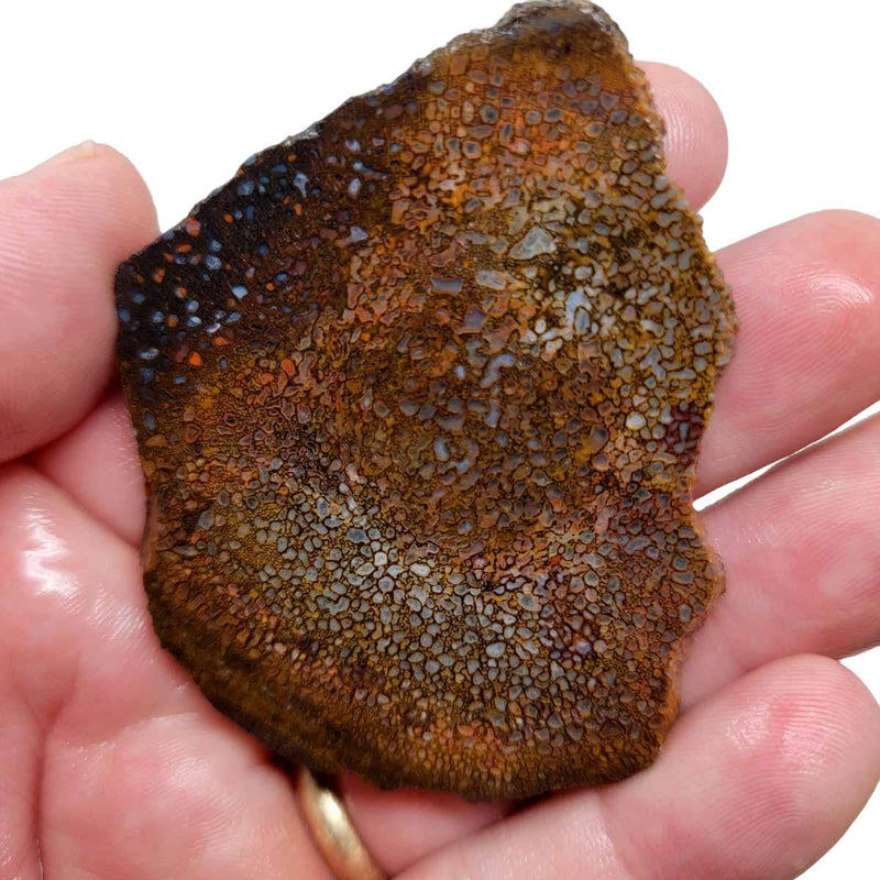 Fossil Gem Dinosaur Bone Slab! Gem Dino Bone Slab! - Lapidary Central