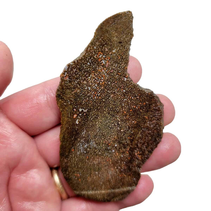 Fossil Gem Dinosaur Bone Slab! Gem Dino Bone Slab! - Lapidary Central