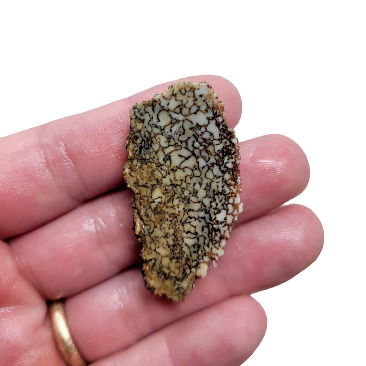 Fossil Gem Dinosaur Bone Slab! Gem Dino Bone Slab! - Lapidary Central