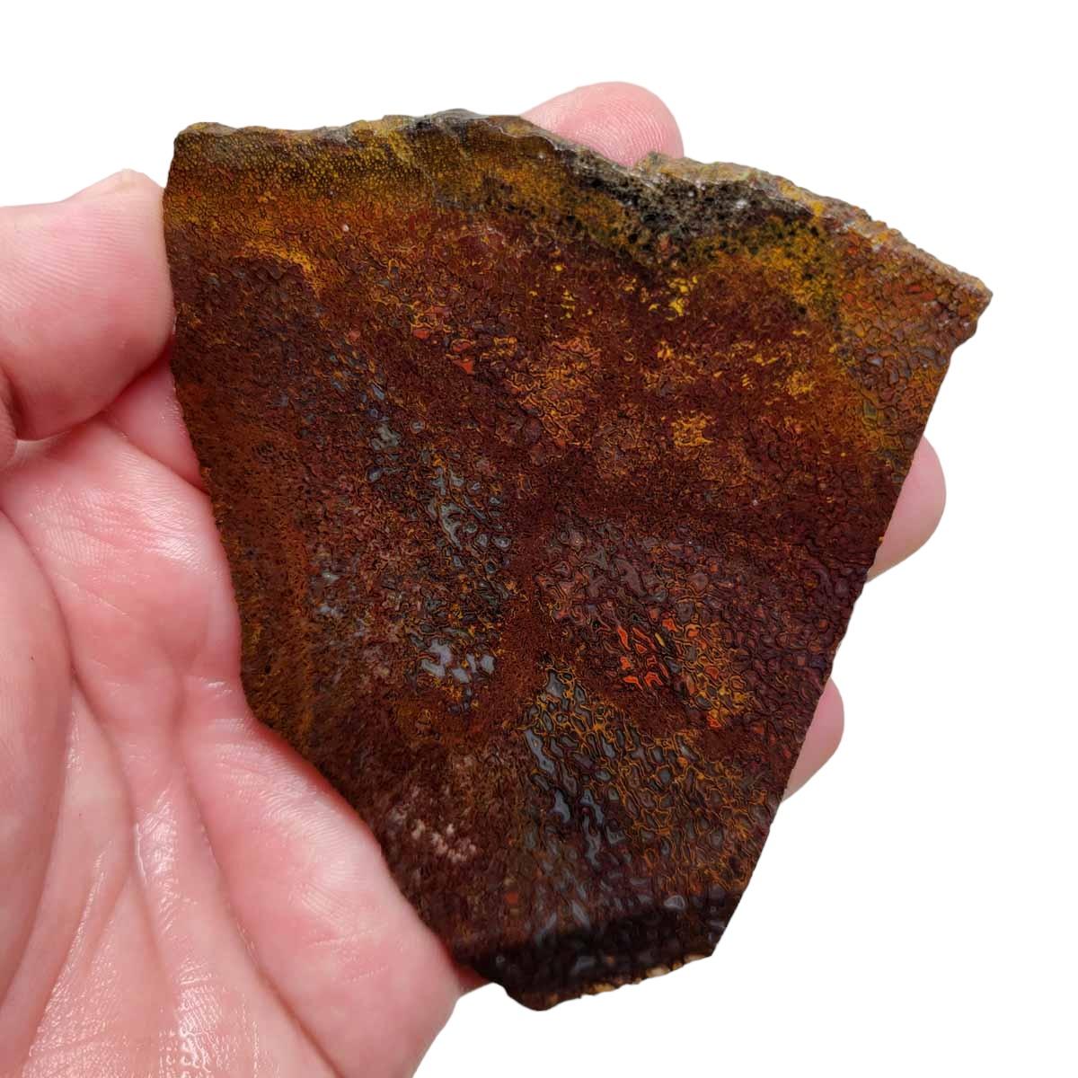 Fossil Gem Dinosaur Bone Slab! Gem Dino Bone Slab! - Lapidary Central