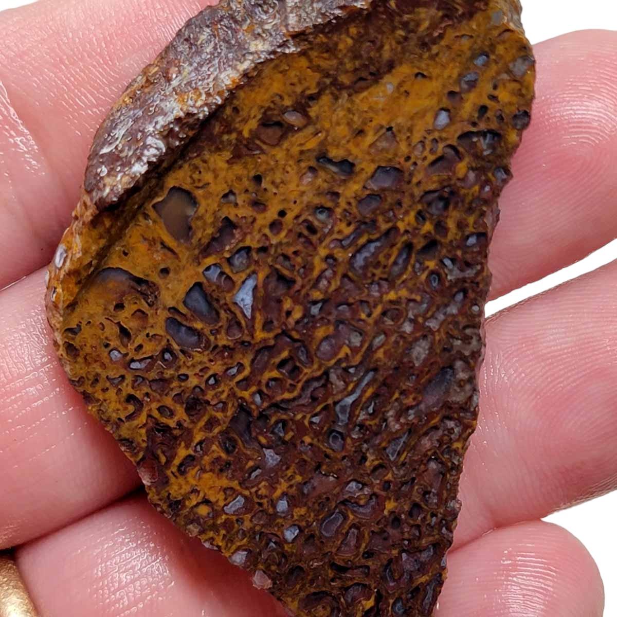 Fossil Gem Dinosaur Bone Slab! Gem Dino Bone Slab! - Lapidary Central