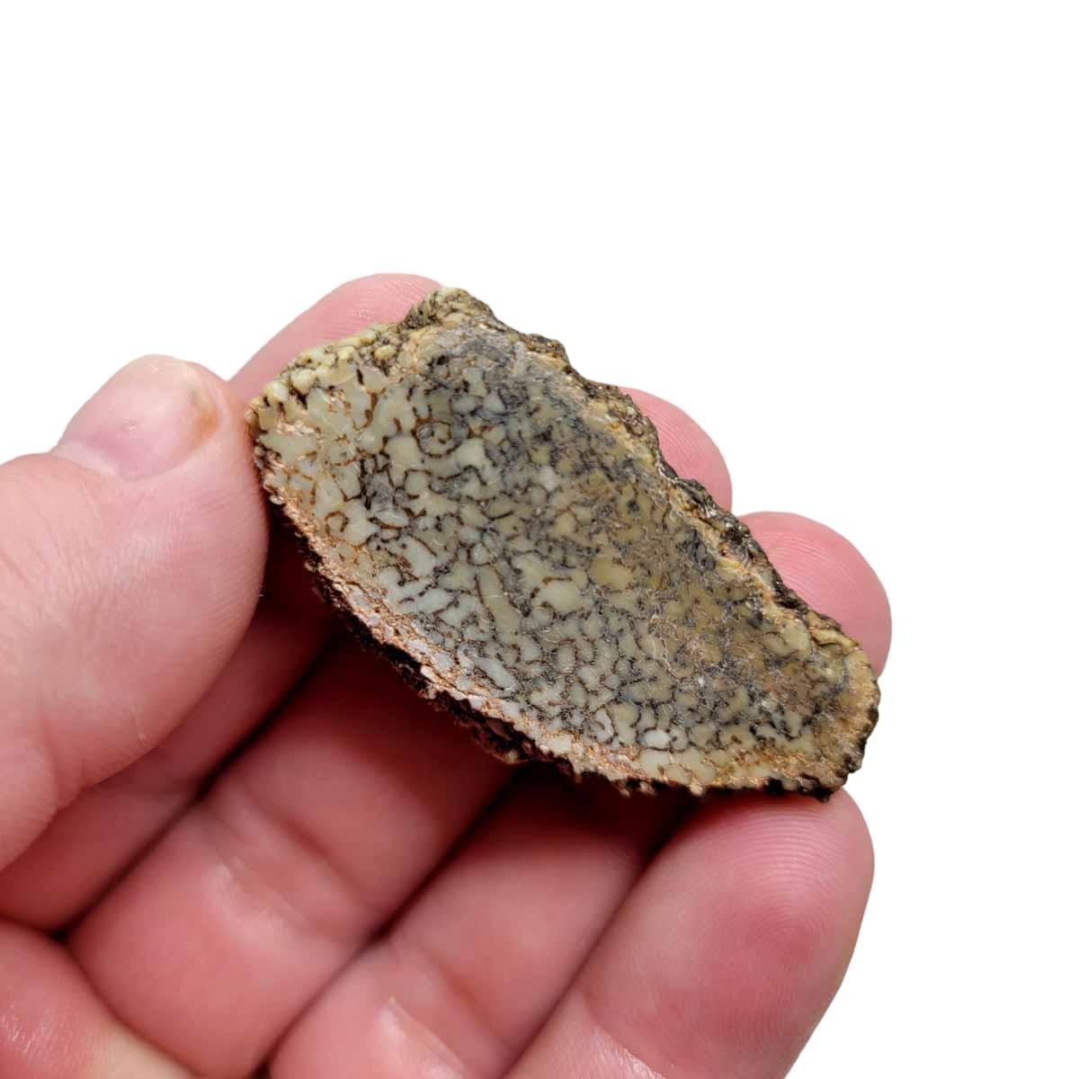 Fossil Gem Dinosaur Bone Slab! Gem Dino Bone Slab! - Lapidary Central