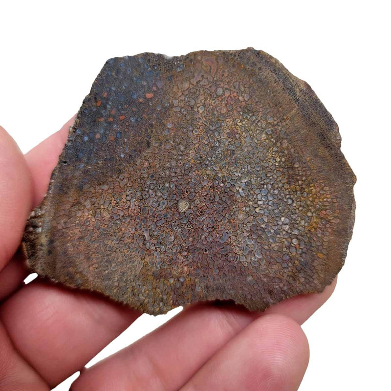 Fossil Gem Dinosaur Bone Slab! Gem Dino Bone Slab! - Lapidary Central