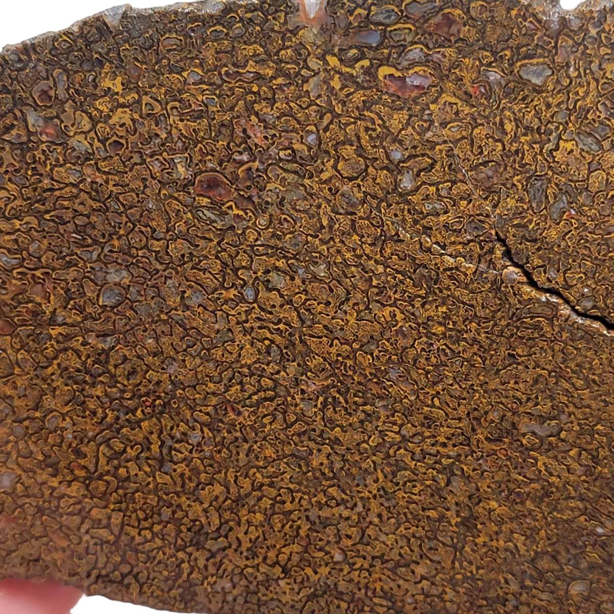 Fossil Gem Dinosaur Bone Slab! Gem Dino Bone Slab! - Lapidary Central