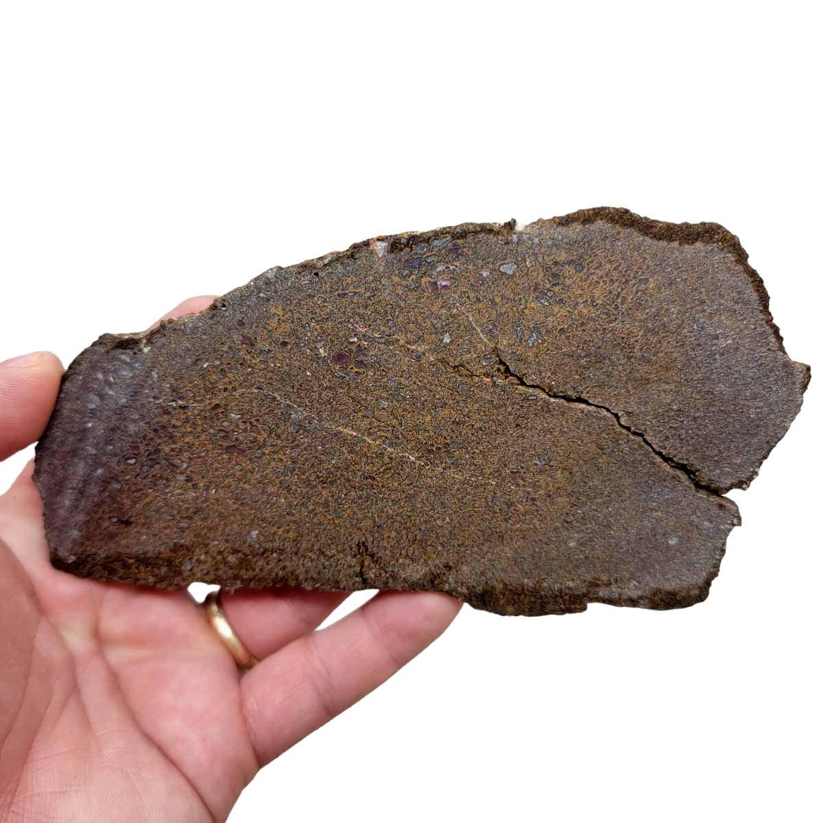 Fossil Gem Dinosaur Bone Slab! Gem Dino Bone Slab! - Lapidary Central