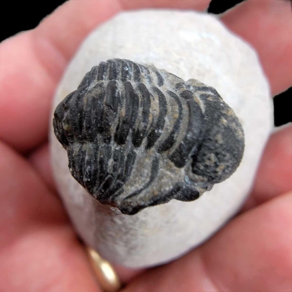 Display Gerastos Trilobite Fossil!  410 Million Year Old Fossil! - LapidaryCentral