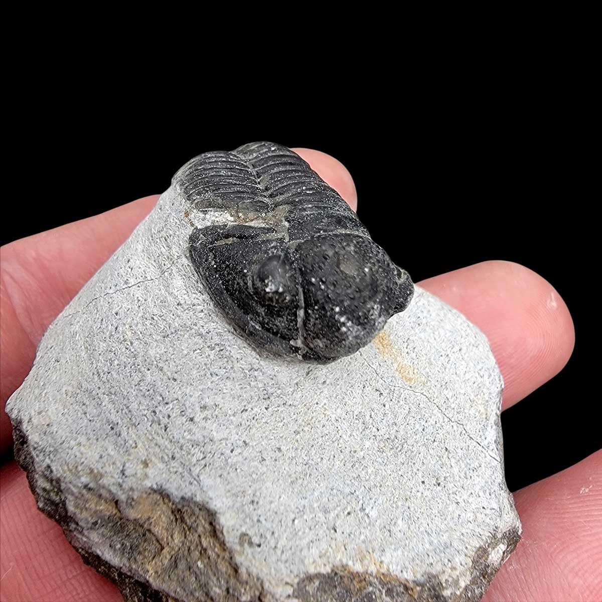 Display Gerastos Trilobite Fossil!  410 Million Year Old Fossil! - LapidaryCentral