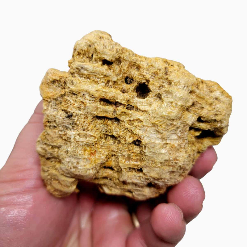 Indonesian Fossil Coral Rough Chunk! - LapidaryCentral