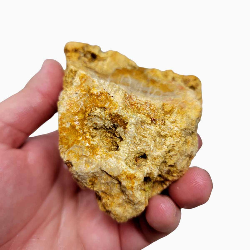 Indonesian Fossil Coral Rough Chunk! - LapidaryCentral