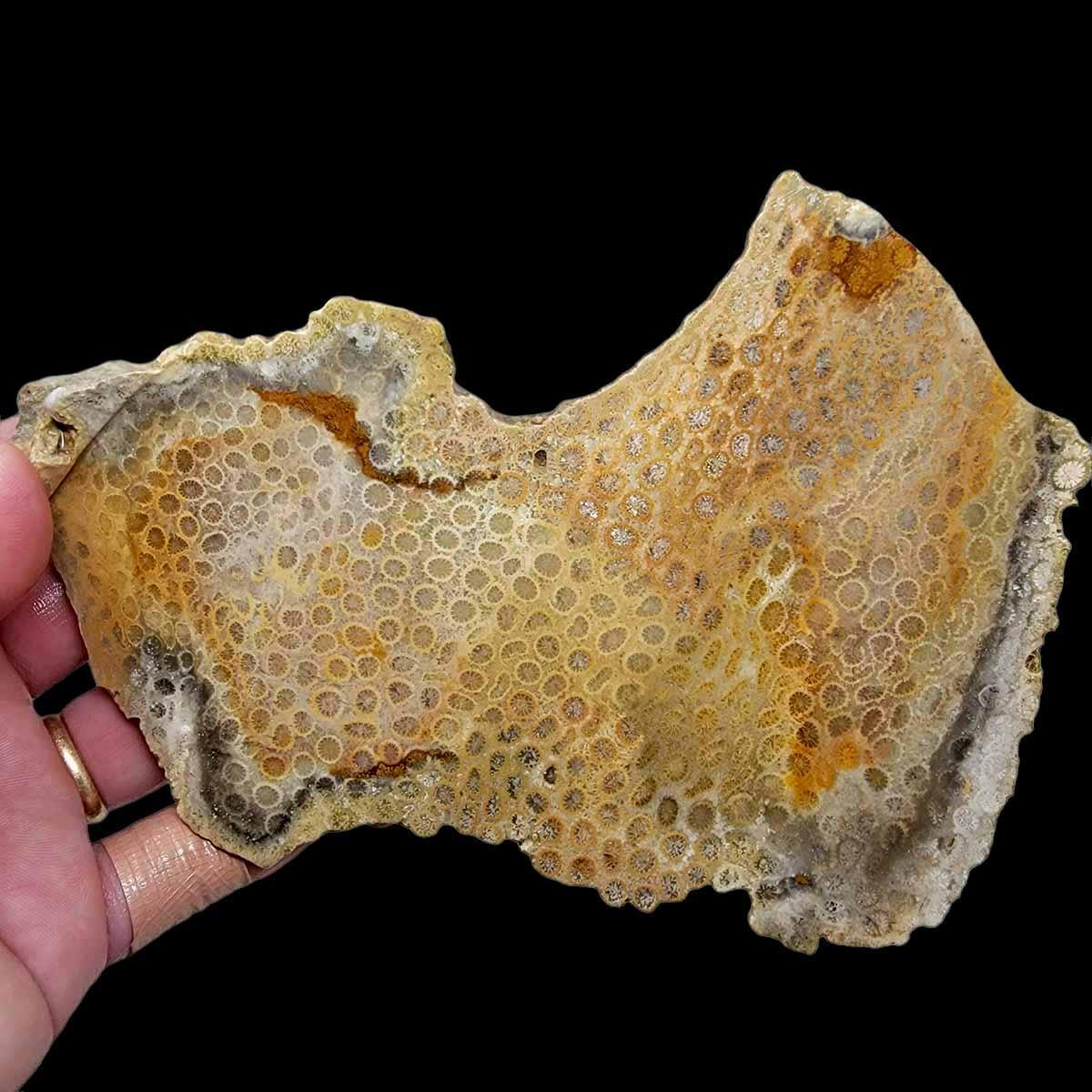 Larger Indonesian Fossil Coral Slab!  Lapidary Stone Slab! - LapidaryCentral