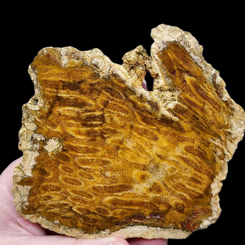 Indonesian Fossil Coral Slab!  Lapidary Stone Slab! - LapidaryCentral