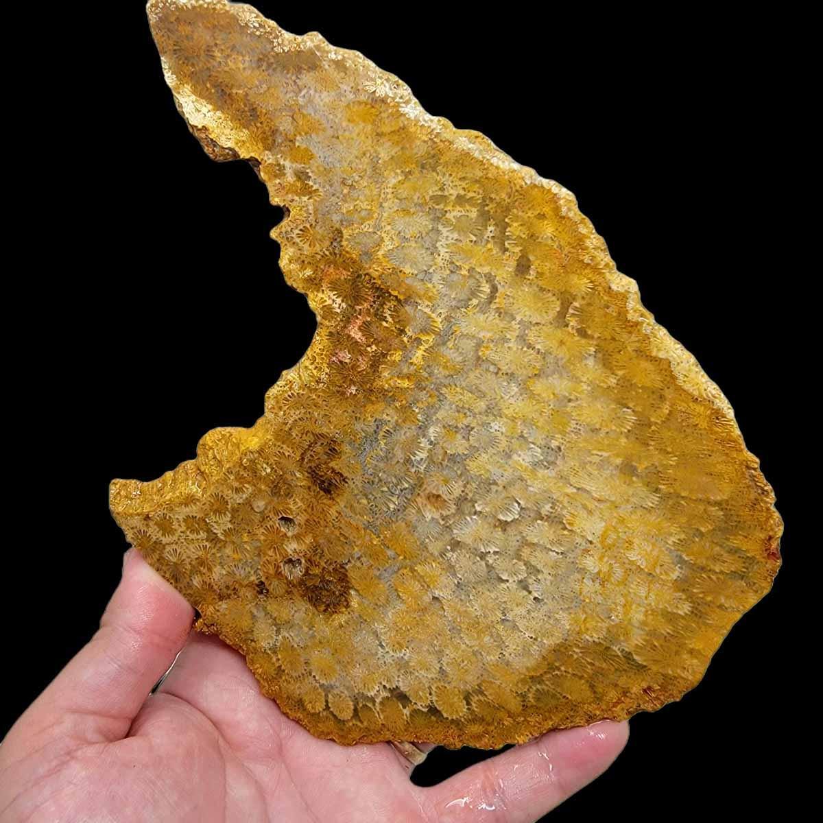 Larger Indonesian Fossil Coral Slab!  Lapidary Stone Slab! - LapidaryCentral