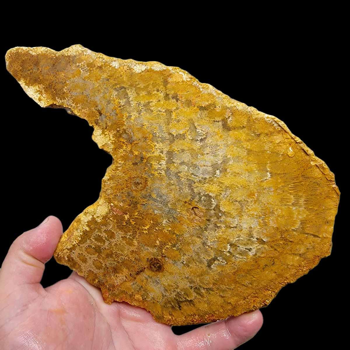 Larger Indonesian Fossil Coral Slab!  Lapidary Stone Slab! - LapidaryCentral