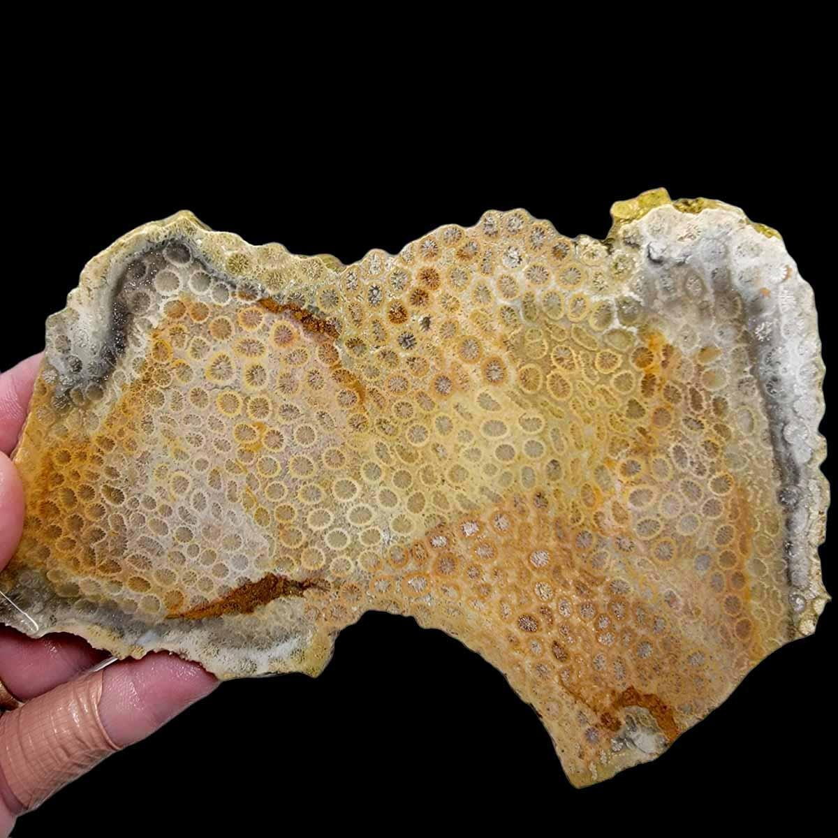 Larger Indonesian Fossil Coral Slab!  Lapidary Stone Slab! - LapidaryCentral