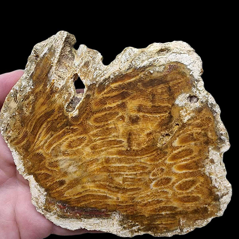 Indonesian Fossil Coral Slab!  Lapidary Stone Slab! - LapidaryCentral