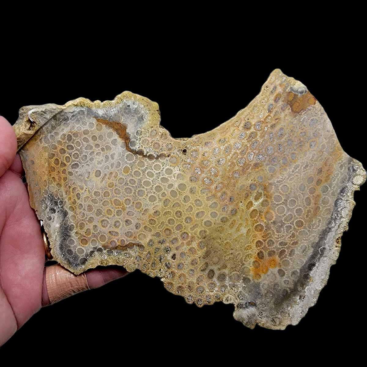 Larger Indonesian Fossil Coral Slab!  Lapidary Stone Slab! - LapidaryCentral