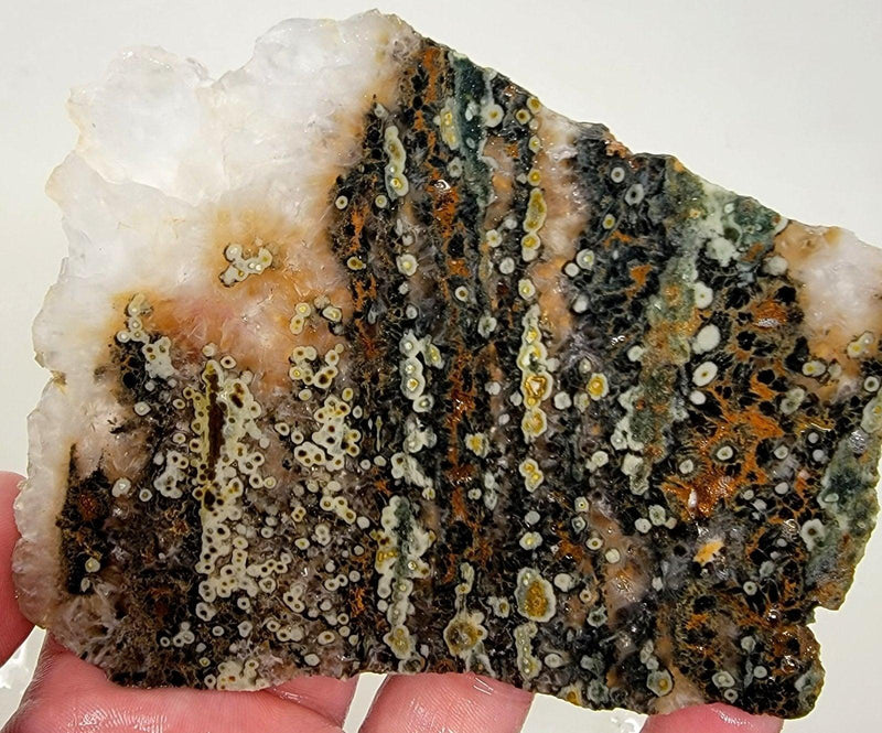 Orbicular Ocean Jasper Slab! Lapidary Stone Slab! - LapidaryCentral
