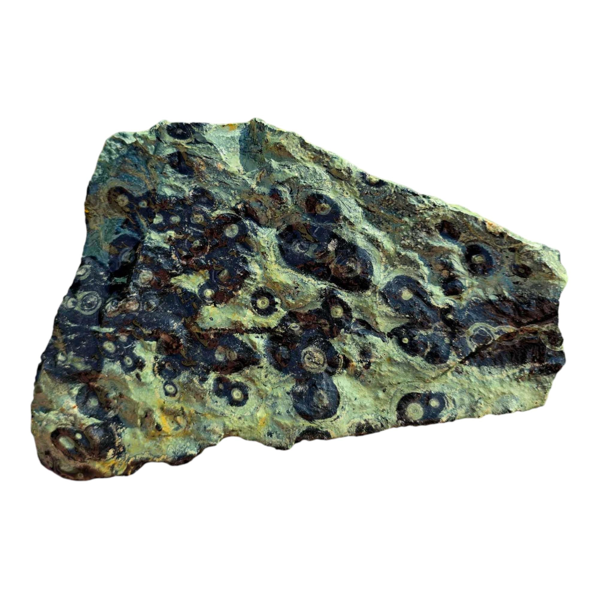Kambaba Jasper Cutting Rough – Creamy Green Eye Patterns – Madagascar Fossil