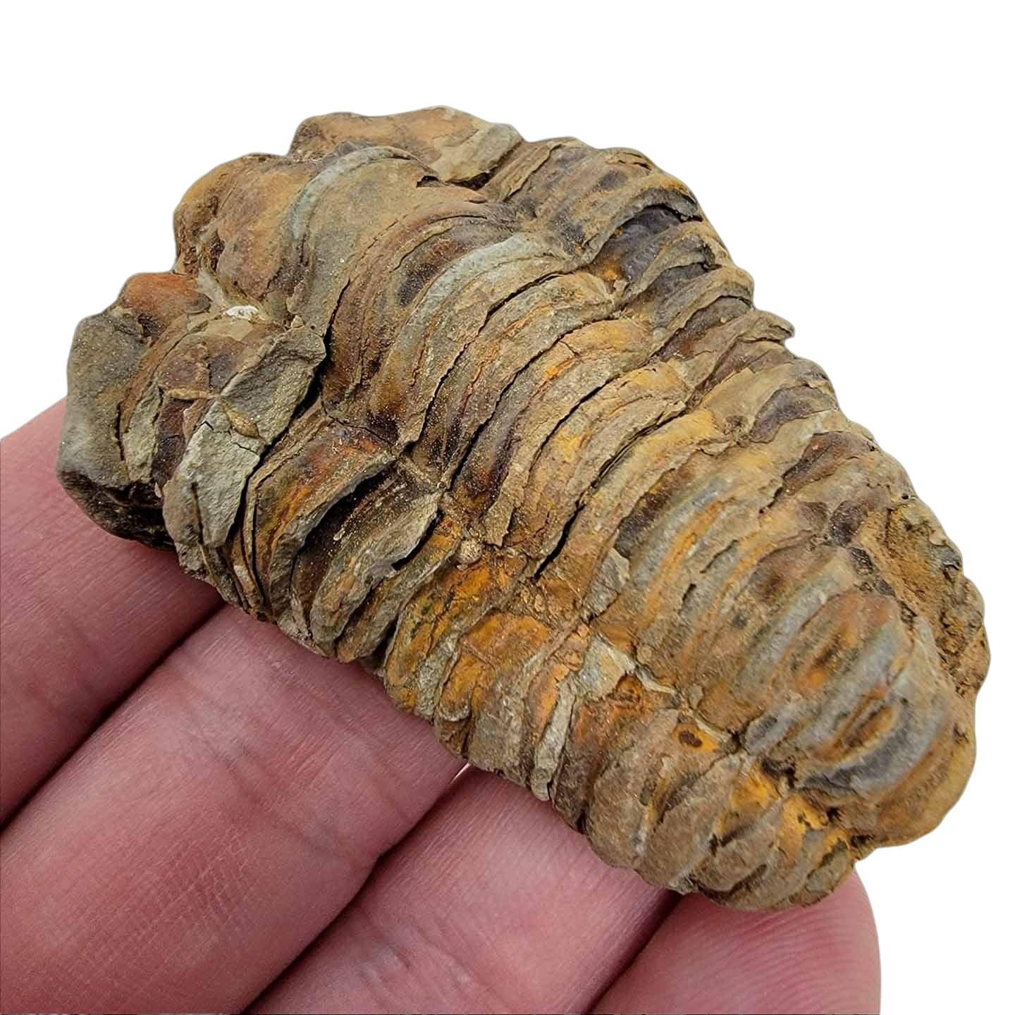 2 to 3 Inch Calymene Trilobite Fossil!  460 Million Year Old Fossil! - LapidaryCentral