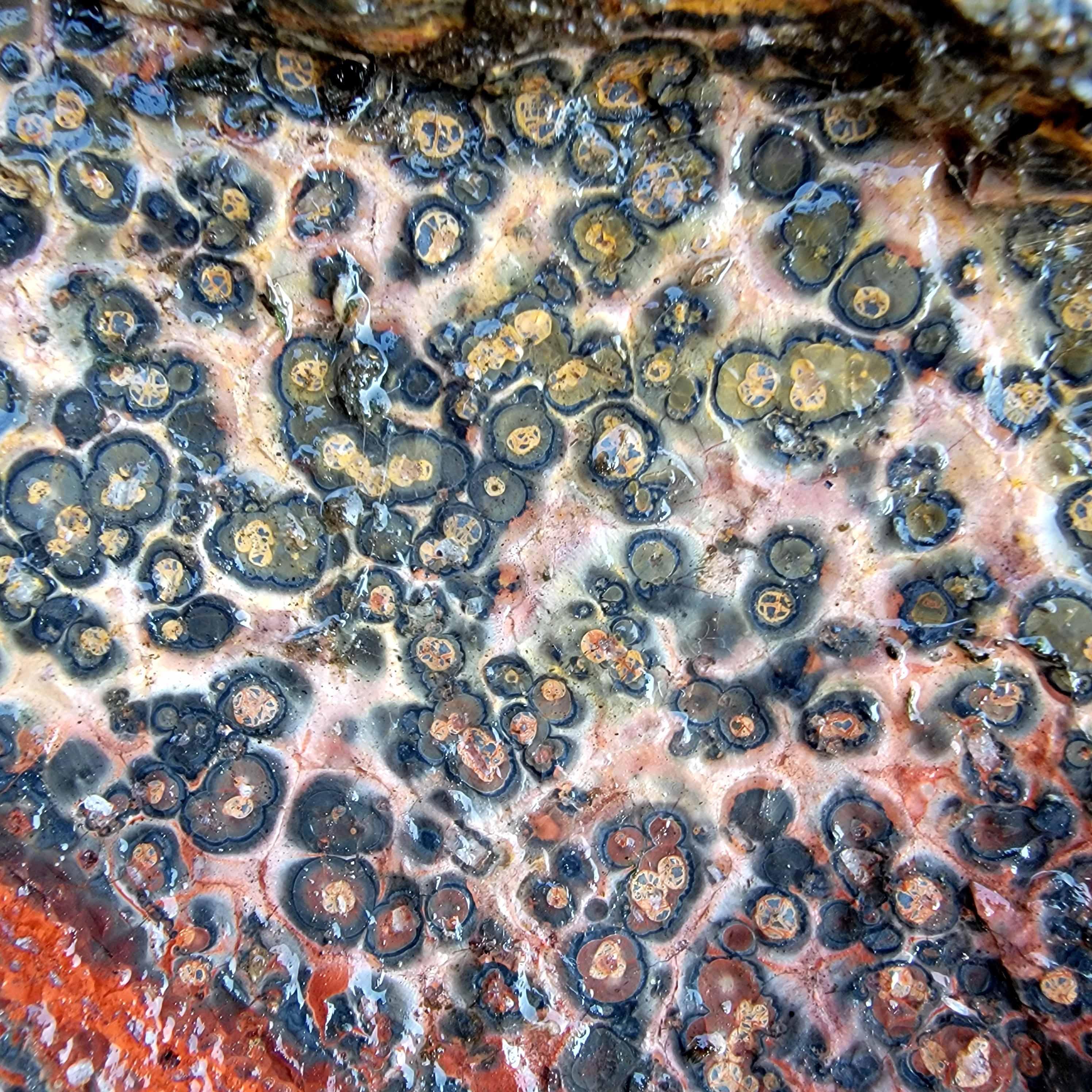 Leopard Skin Rhyolite Orbicular Cutting Rough! - LapidaryCentral