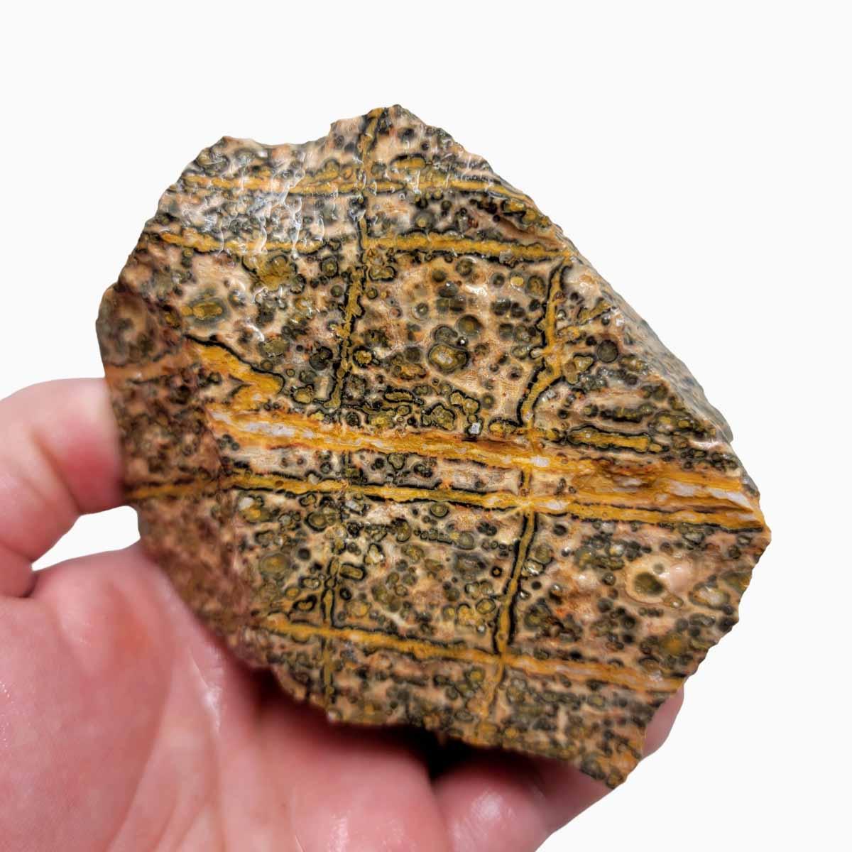 Leopard Skin Rhyolite Rough Chunk! - LapidaryCentral