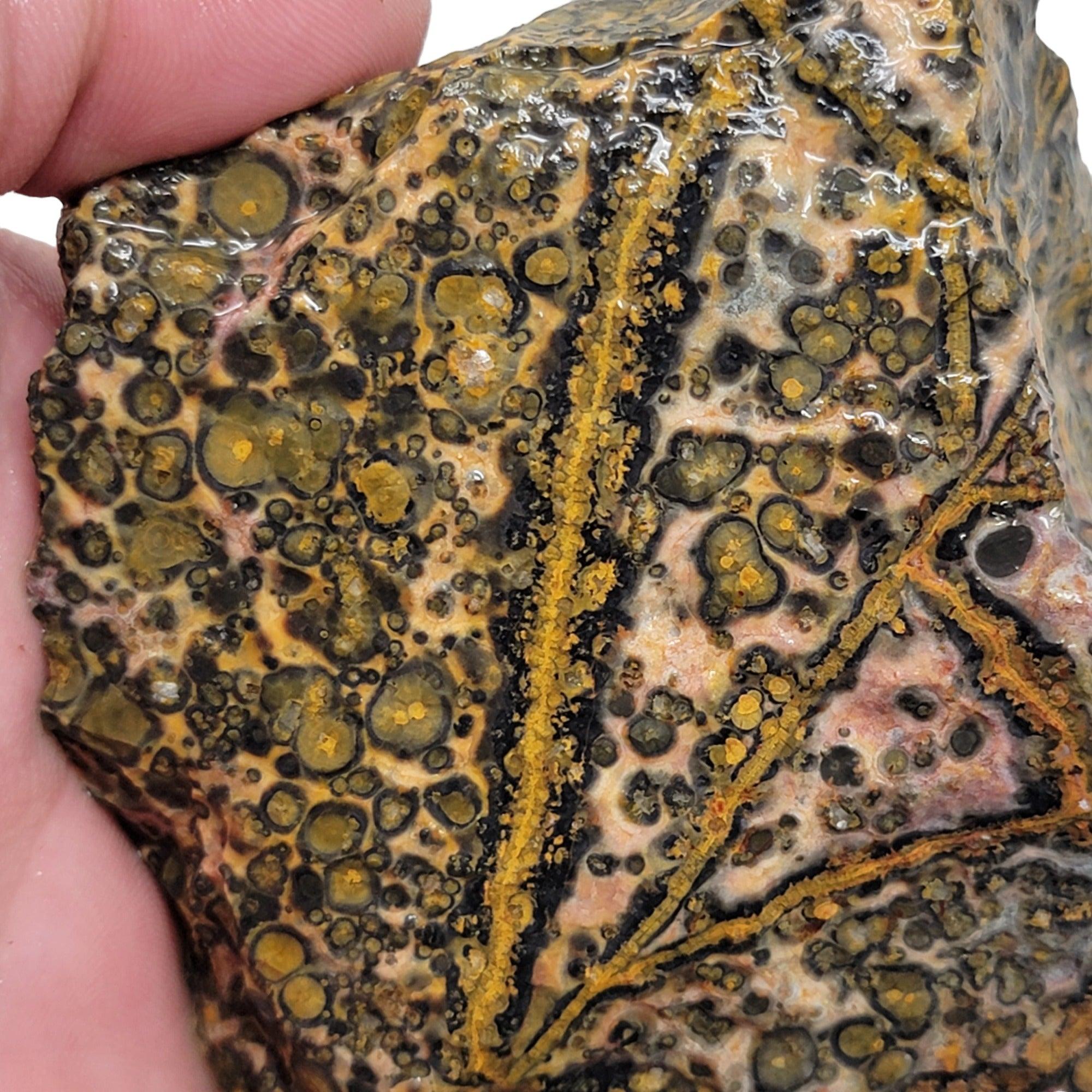Leopard Skin Rhyolite Rough Chunk!